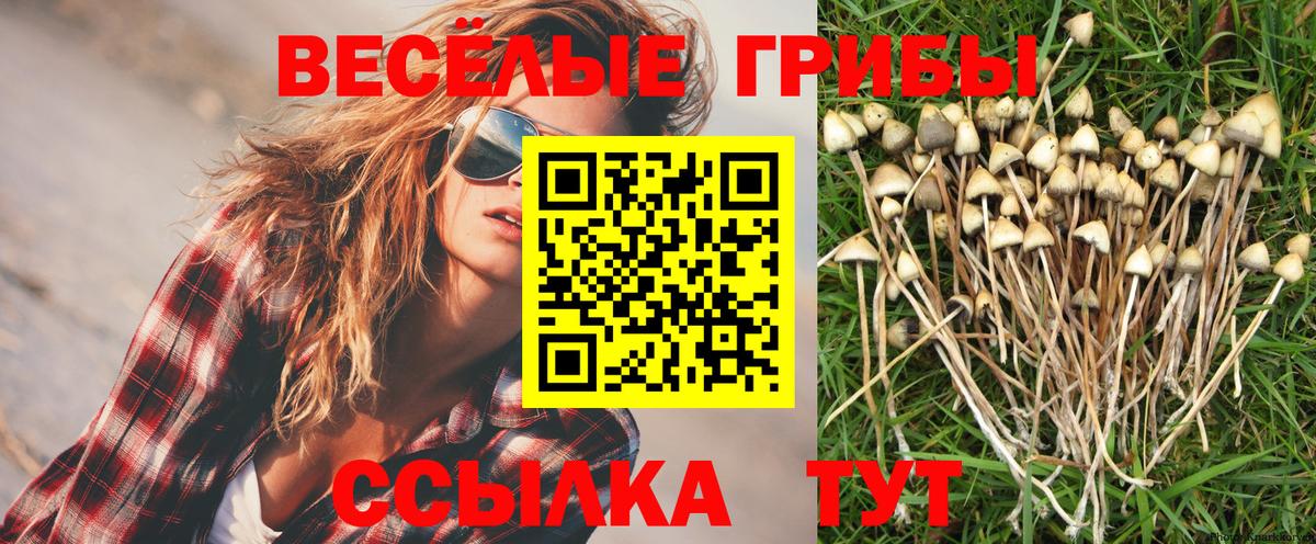 Псилоцибиновые грибы Psilocybe Ирбит